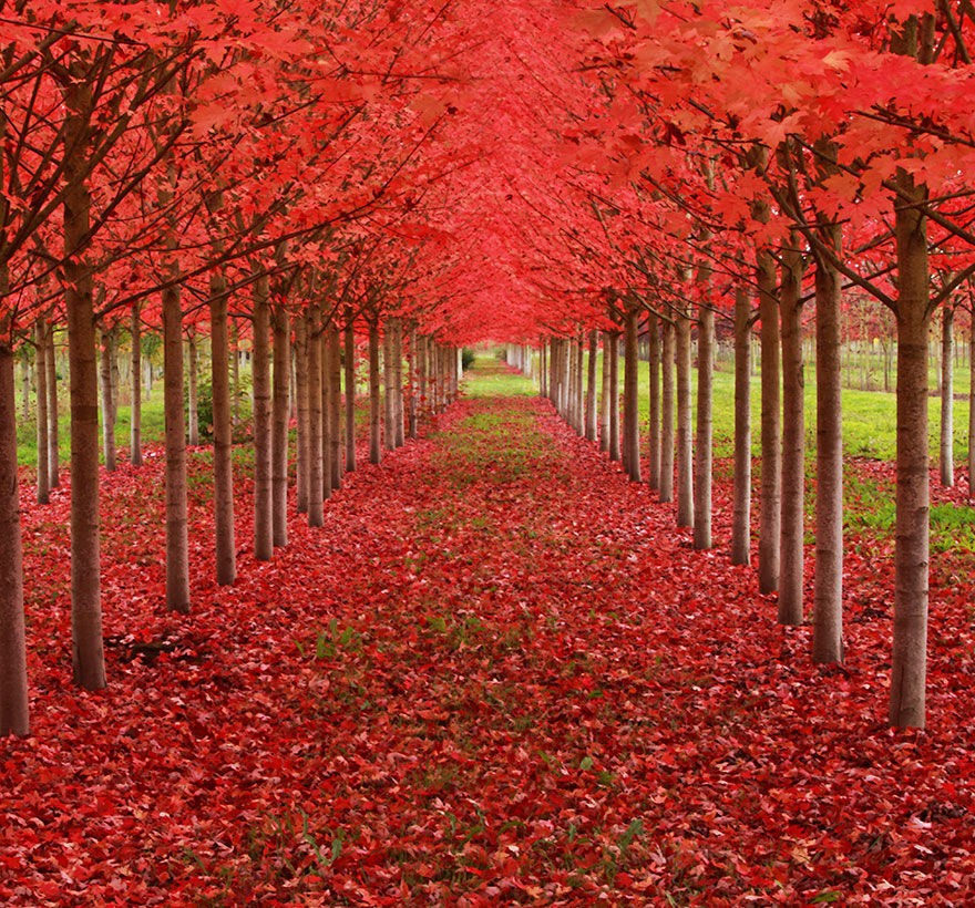 Windwing - Beautiful Trees In The World