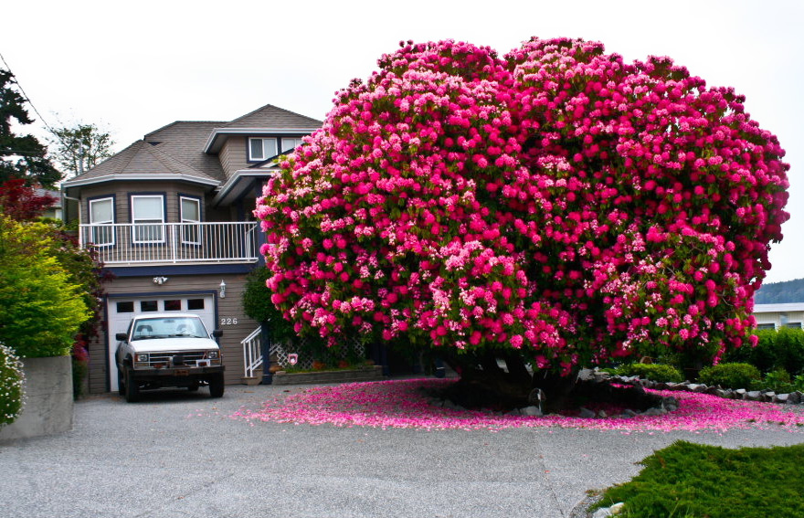 Windwing - Beautiful Trees In The World