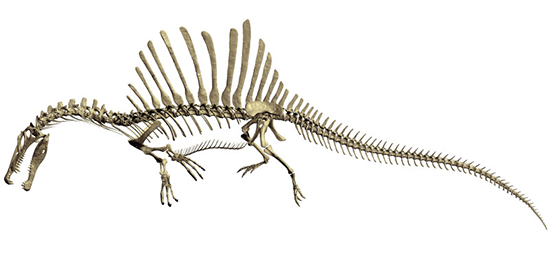 科学日报报道,近日科学家们揭开了第一个真正的半水生恐龙埃及棘龙