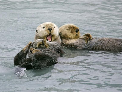 海獭剥皮后忍痛为孩子喂奶 感化猎人出家为僧_方孔屹_新浪博客