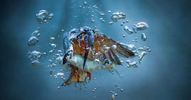 克罗地亚翠鸟潜入水中捕鱼 阳光下羽毛光泽亮丽