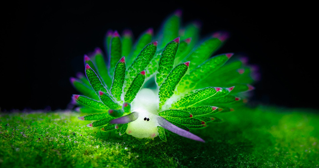 唯美微距水摄作品 印尼水下绝美生物大揭秘