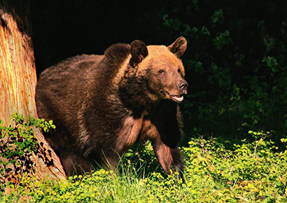 大熊慈心救护砍柴人 反遭砍柴人杀害_凤凰佛教