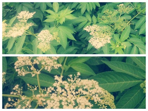 生肖牛该如何应对冲太岁|生肖|太岁_凤凰星座