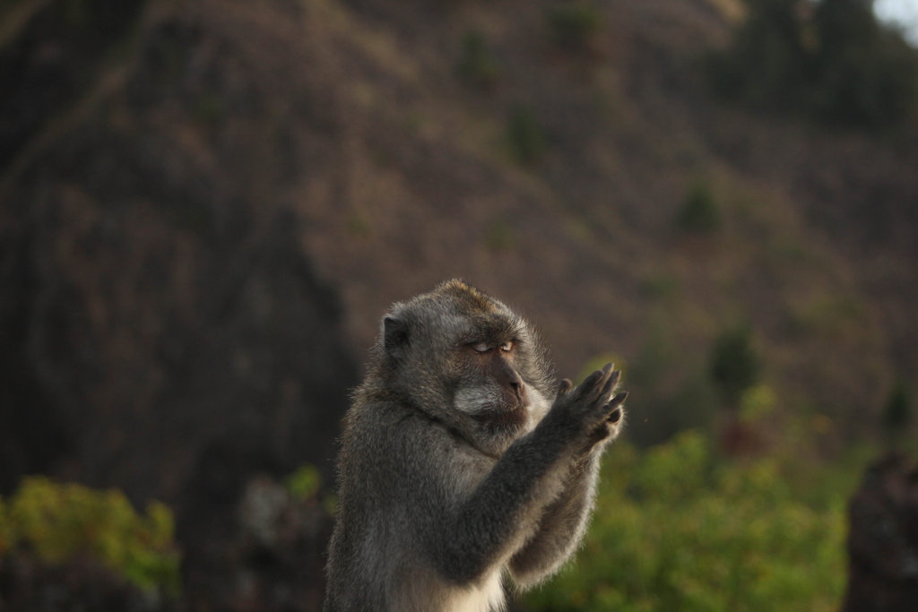 双手合十虔诚祈祷的猕猴 - 4G视界
