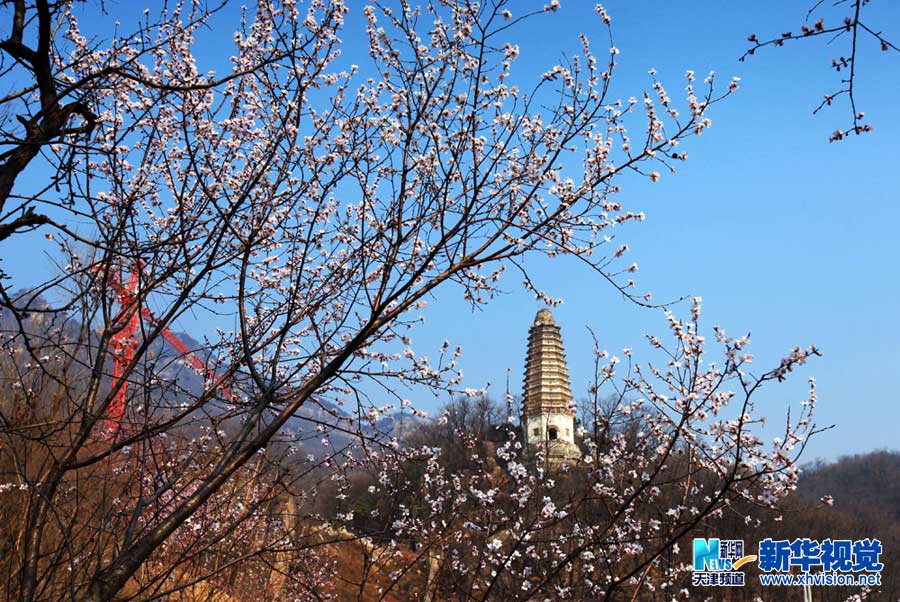 天津蓟县北少林古寺桃花飘香