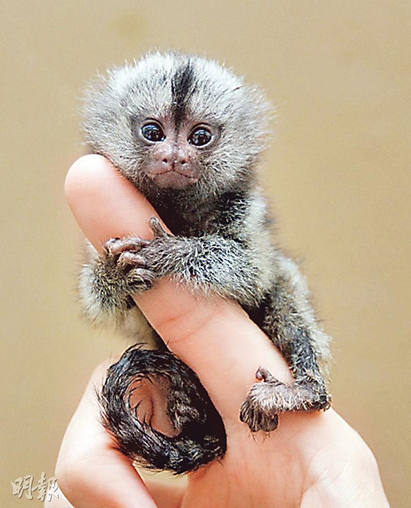 沙特瑞典交恶 全球最小侏儒狨猴遭"拒签"