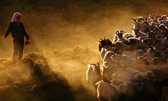 中国股市埋葬羊群的坟场是什么?