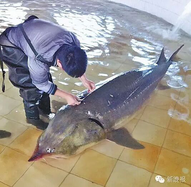 首页 新闻中心 钓界要闻 国内新闻        鳇鱼学名达氏鳇,是白垩纪