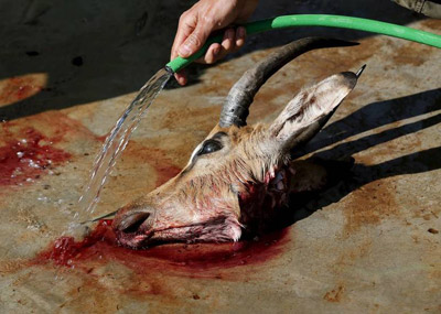 靠猎杀动物而发展起来的地方