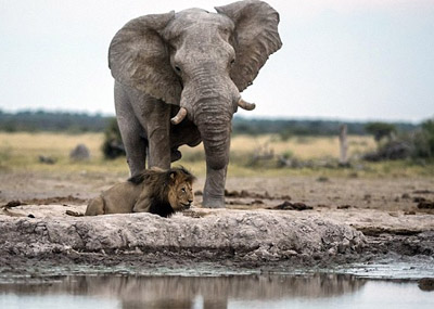 狮子偷喝大象水源被发现
