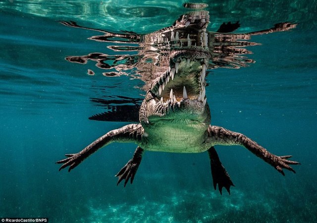 摄影师在水里突然遭遇食人鳄 胆战心惊拍下照片