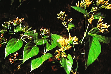 毒药排名_兰博基尼毒药(3)