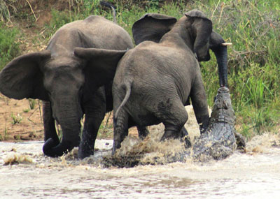 大象喝水遭鳄鱼咬鼻 象群围殴鳄鱼