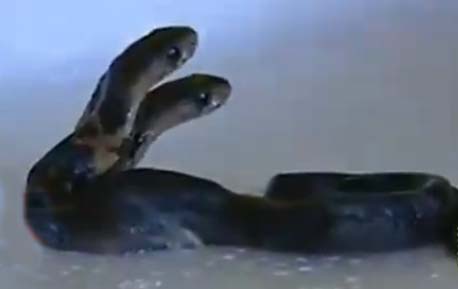 广西市民家中惊现双头眼镜蛇 两头互相打架