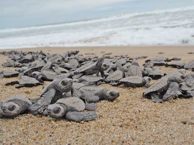 5万只太平洋丽龟汇聚墨西哥沙滩产卵
