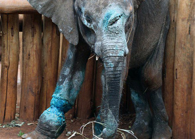 幼象落入陷阱 因无象牙被遗弃