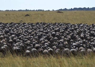肯尼亚角马大迁徙