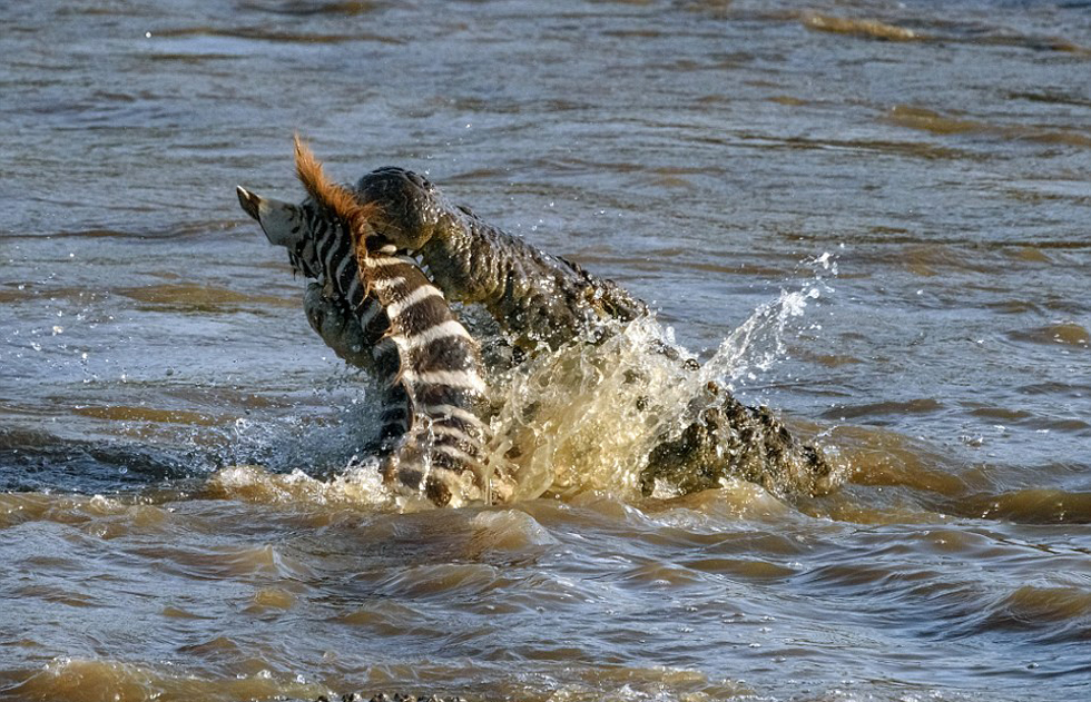小斑马过河遇鳄鱼袭击 狮子过河遭鳄鱼吃掉（图片）