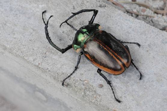 男子捕获绿色大甲虫将其放生 后得知其价值数十万_手机凤凰网