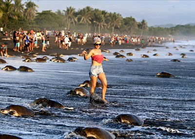 游客的这些行为阻挡了海龟的下蛋之路