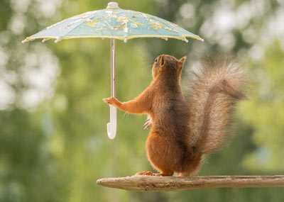 小松鼠雨中撑伞