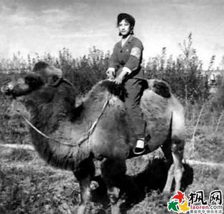 北京女知青回忆坠骆驼:差点摔死 被摔成严重脑