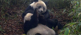 实拍疑似野生大熊猫双胞胎 相拥亲密嬉戏