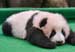 中国旅马大熊猫宝宝亮相