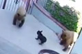 两只棕熊闯民宅 被彪悍斗牛犬追咬落荒而逃