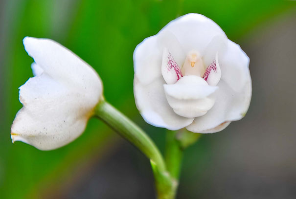 鸽子兰花或圣灵兰花