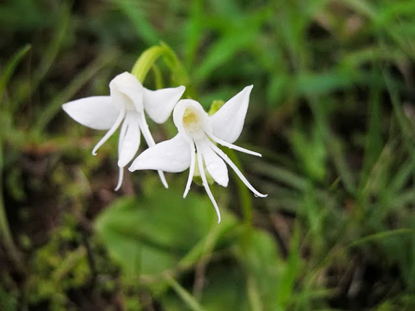 天使兰花