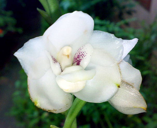 鸽子兰花或圣灵兰花