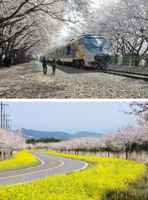 欣赏樱花的浪漫仙境 你只想到了日本吗?_凤凰