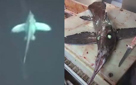 可怕深海鱼眼睛发光长翅膀 疑史前巨兽