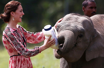 萌萌哒！凯特王妃喂食象宝宝