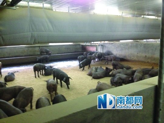 5年过去，网易交出的成绩单是400多头在养，100多头年底出栏供试吃。