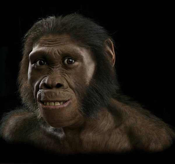 公猪与猩猩杂交被推翻 新研究称人类始祖是海绵
