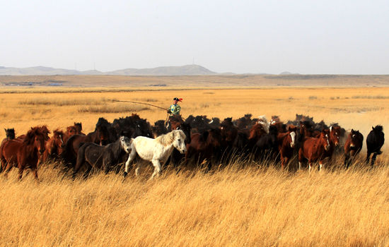 阳春三月万马奔腾 乍暖还寒春回草原|内蒙古|草