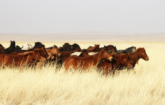 阳春三月万马奔腾 乍暖还寒春回草原|内蒙古|草