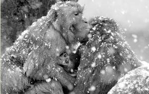 动物园的猴子在雪花中抱团取暖现代快报记者赵杰摄