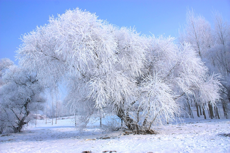 惊为天人自然奇观 松花江雾松岛雾凇美景_山东频道_凤凰网