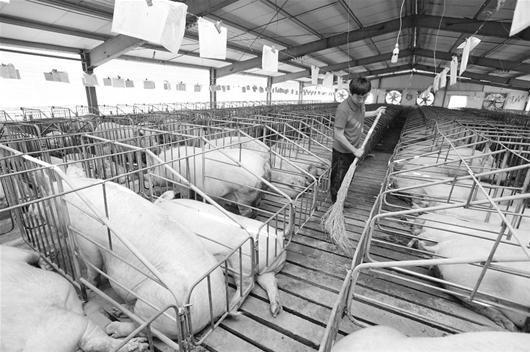 图为：杜德利的养猪场从今年3月起就开始减少存栏应对此轮亏损期（记者曹大鹏）来源：楚天金报 