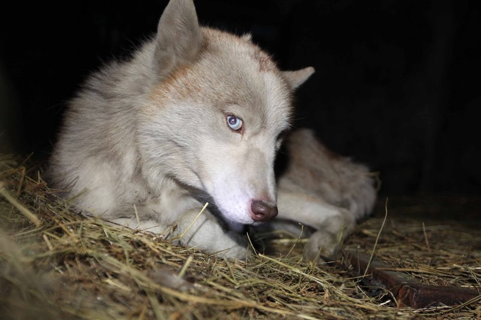 3月23日，在滕州市南沙河镇，有村民报警称发现一只狼。随后按照村民们的指引，南沙河镇派出所民警在经过20多公里的搜寻后，发现了一只瘫软在地上的白色狼。摄影：王民

