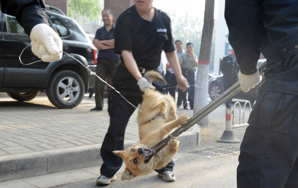 太原专业捕狗队整治流浪犬