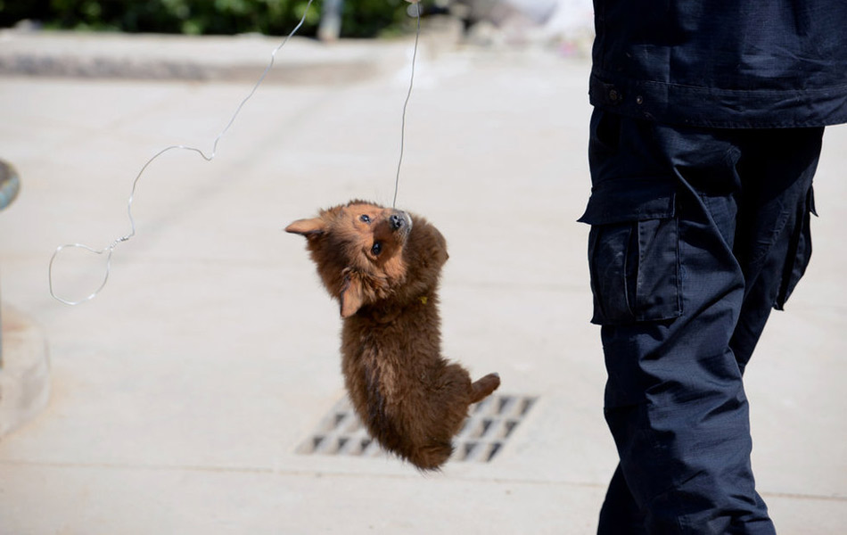 太原专业捕狗队整治流浪犬