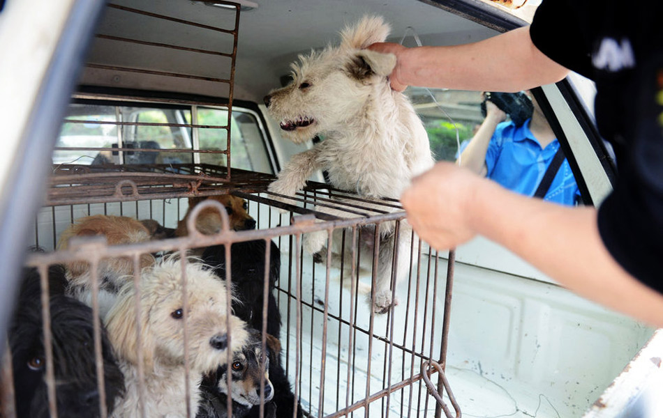 太原专业捕狗队整治流浪犬