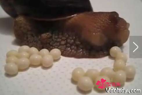 毛骨悚然!蜗牛产卵视频疯传 卵球爆裂迸出吓坏