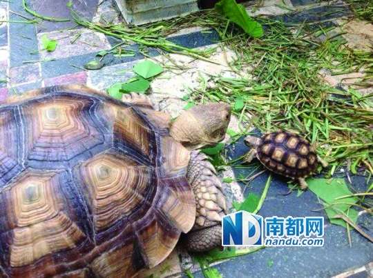 乌龟排名_乌龟卡通图片(2)