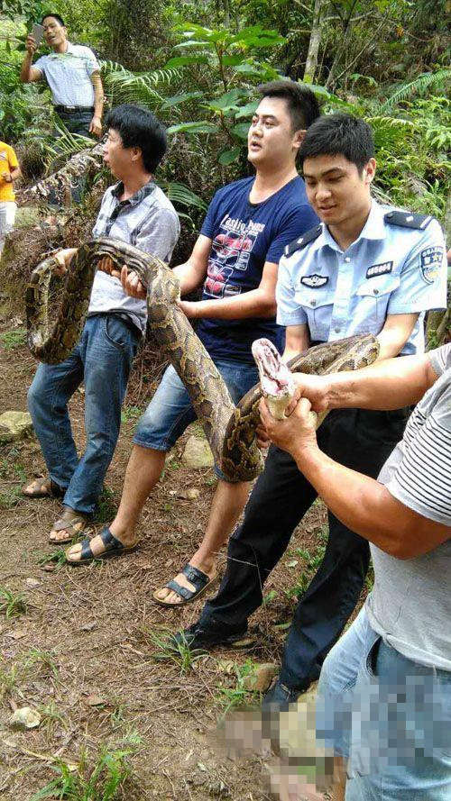 福建泉州现 4米长 蟒蛇 吃山羊 时被制服 重达46斤